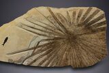 Fossil Palm and Fish Mural - Green River Formation, Wyoming #299796-2